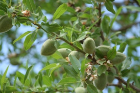 Almond fruit.  http://www.flickr.com/photos/hazy_jenius/2415841310/sizes/l/
