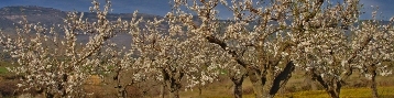 Almond tree blossoms.  http://www.flickr.com/photos/tochis/470188550/sizes/o/