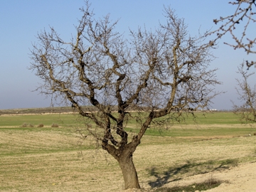 Dying Almond Tree.  http://www.flickr.com/photos/fturmog/2264801898/sizes/o/
