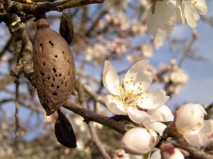 Fruit and Flower of Almond Tree.  http://www.flickr.com/photos/cibergaita/100021570/sizes/l/