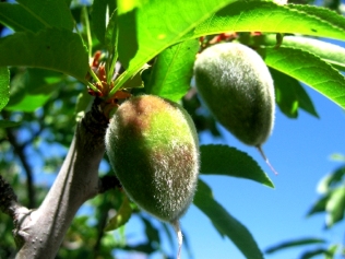 Almond seed and leaves.  http://www.flickr.com/photos/thepma/443234084/sizes/o/