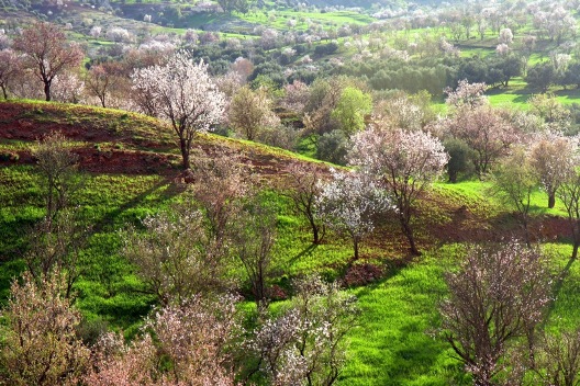 Almond orchard.  http://www.flickr.com/photos/zarwan/404047165/sizes/o/