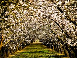 Almond Orchard.  http://www.flickr.com/photos/inkyhack/2303937968/sizes/o/