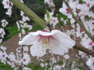 Almond Flower.  http://www.flickr.com/photos/valter/39825759/sizes/l/