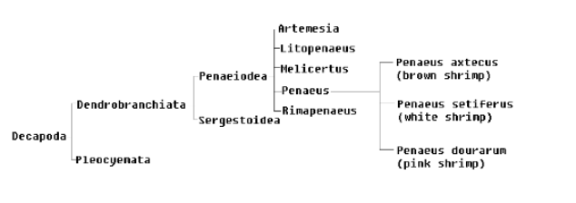 Phylogenetic Tree (user photo)