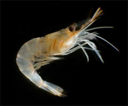 Penaeus setiferus found at http://www.dnr.sc.gov/marine/pub/seascience/shrimp.html