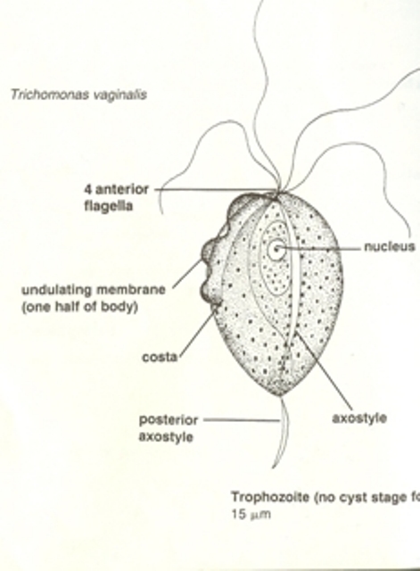 Leventhal, Ruth, and Russell Cheadle. "Trichomonas vaginalis." Cartoon. Medical Parasitology. 4th ed. Philadelphia: F.A. Davis Company, 1996. 78.