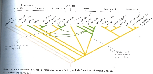 Phylogenetic Tree: Freeman, Scott. Biological Science. 2nd ed. Upper Saddle River, NJ: Pearson Education, Inc, 2005. 623