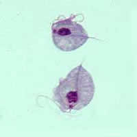 T. vaginalis, located at http://www.dpd.cdc.gov/dpdx/HTML/ImageLibrary/Trichomoniasis_il.htm