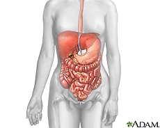 The organs comprised of the human's digestive system and the gastrointestinal tract.