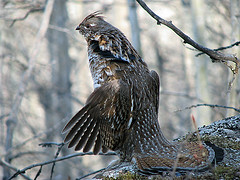 Photo of male grouse drumming, courtesy of Guy L. Monty