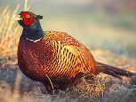 Ring-necked pheasant, Wikimedia Commons