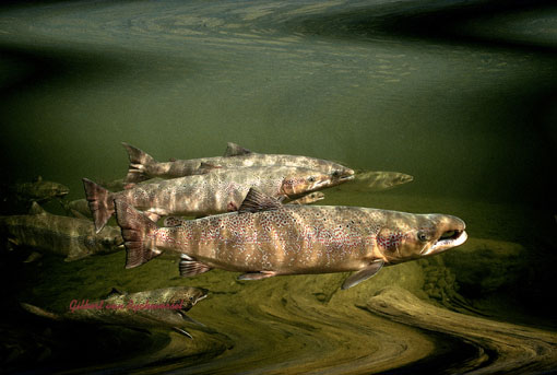 Adult Female Salmon - Image located at http://salmonphotos.com/