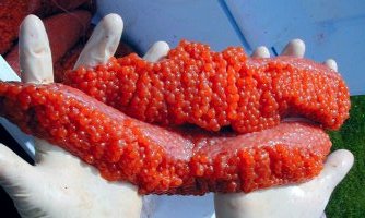 Salmon Roe - Image Found at http://www.ifish.net/amercure1.html