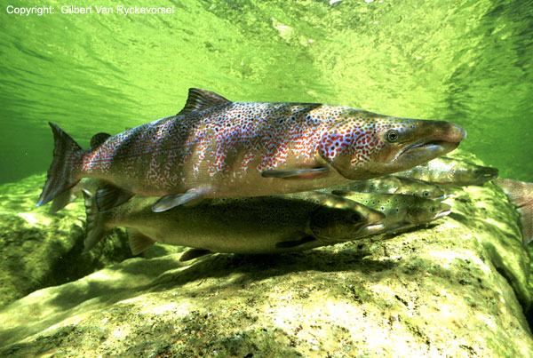 Adult Female Salmon - Image found at http://www.streamlife.org.uk/images/gallery/copyrighted/l_Atlantic_Salmon.jpg