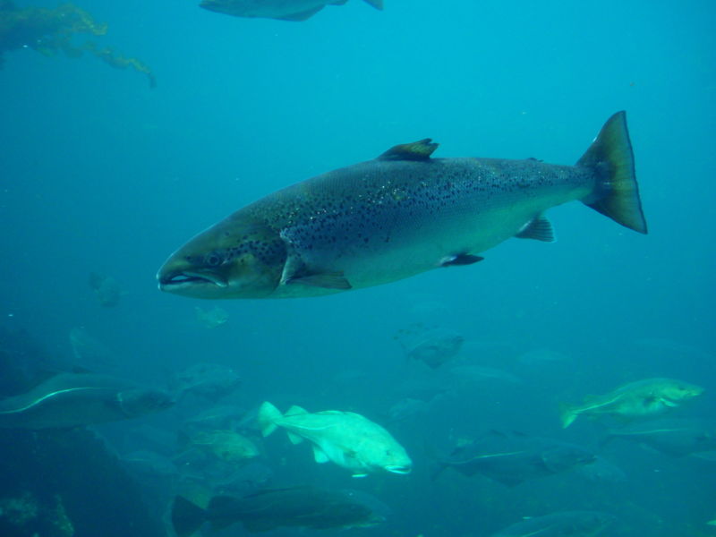 Salmon in Ocean Habitat - Image Courtesy of Hans-Petter Fjeld - http://en.wikipedia.org/wiki/Atlantic_salmon