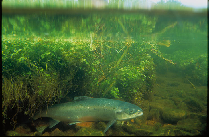  Young Salmon in River Habitat - Image Courtesy of U.S. Fish and Wildlife Service