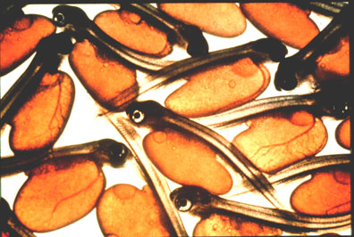 Salmon Fry - Image Courtesy of UMASS Biology Dept. -  www.bio.umass.edu/biology/conn.river/salmon.html