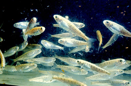 Salmon Parr - Image Found at http://www.nmfs.noaa.gov/fishwatch/species/atl_salmon.htm