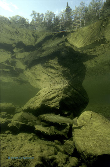 Pristine River Habitat - Image found at http://salmonphotos.com/stock_photos_fresh_water_2.html