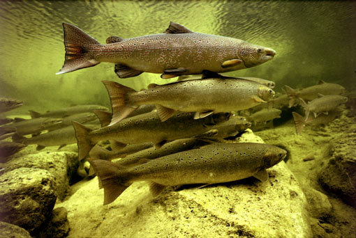 School of Adult Salmon - Image found at http://salmonphotos.com/stock_photos_fresh_water_7.html