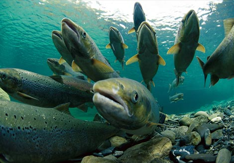 Adult Salmon - Image located at http://mattdelblanc.wordpress.com/2008/10/27/salmon-vs-babies/