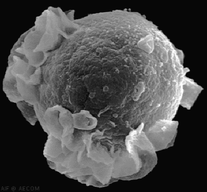 A budding Epstein-Barr virus.  Click on the picture to view the original source of the picture.
