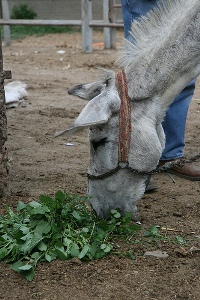 Donkey Sancturary picture of a donkey eating its first meal after two weeks 