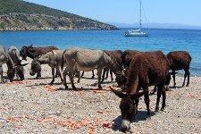 Seacrest picture of donkeys snacking on carrots