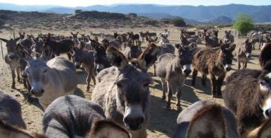 Donkey Rescue picture of a donkey herd in its rocky habitat