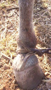 Highveld Horse Care Unit picture of a narrow donkey limb and hoof