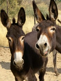 L'âne Omaruru photo d'une vue de face des visages de deux ânes 