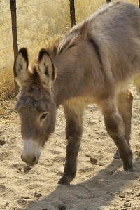 Omaruru Donkey picture of a donkey with similar coloration of its surroundings 