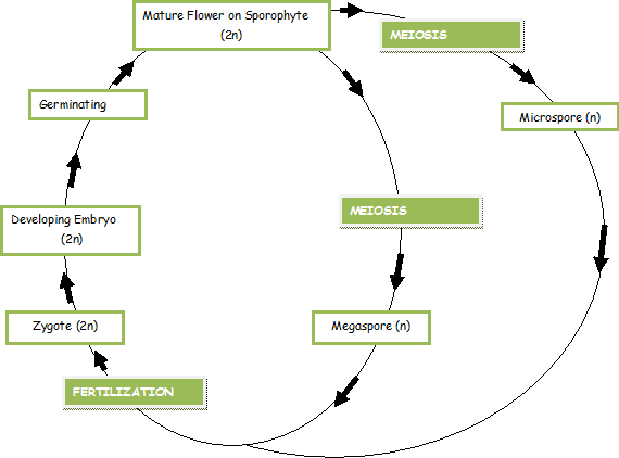 Angiosperm Life Cycle, Created by Me