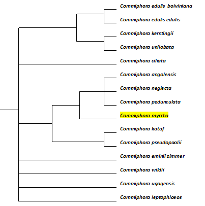 Commiphora Phylogenetic Tree