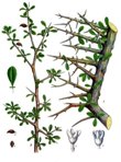 Commiphora drawing from Wikipedia Commons