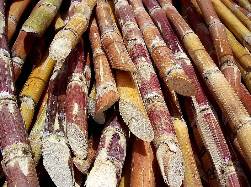 Cut Sugar Cane from Wikimedia Commons