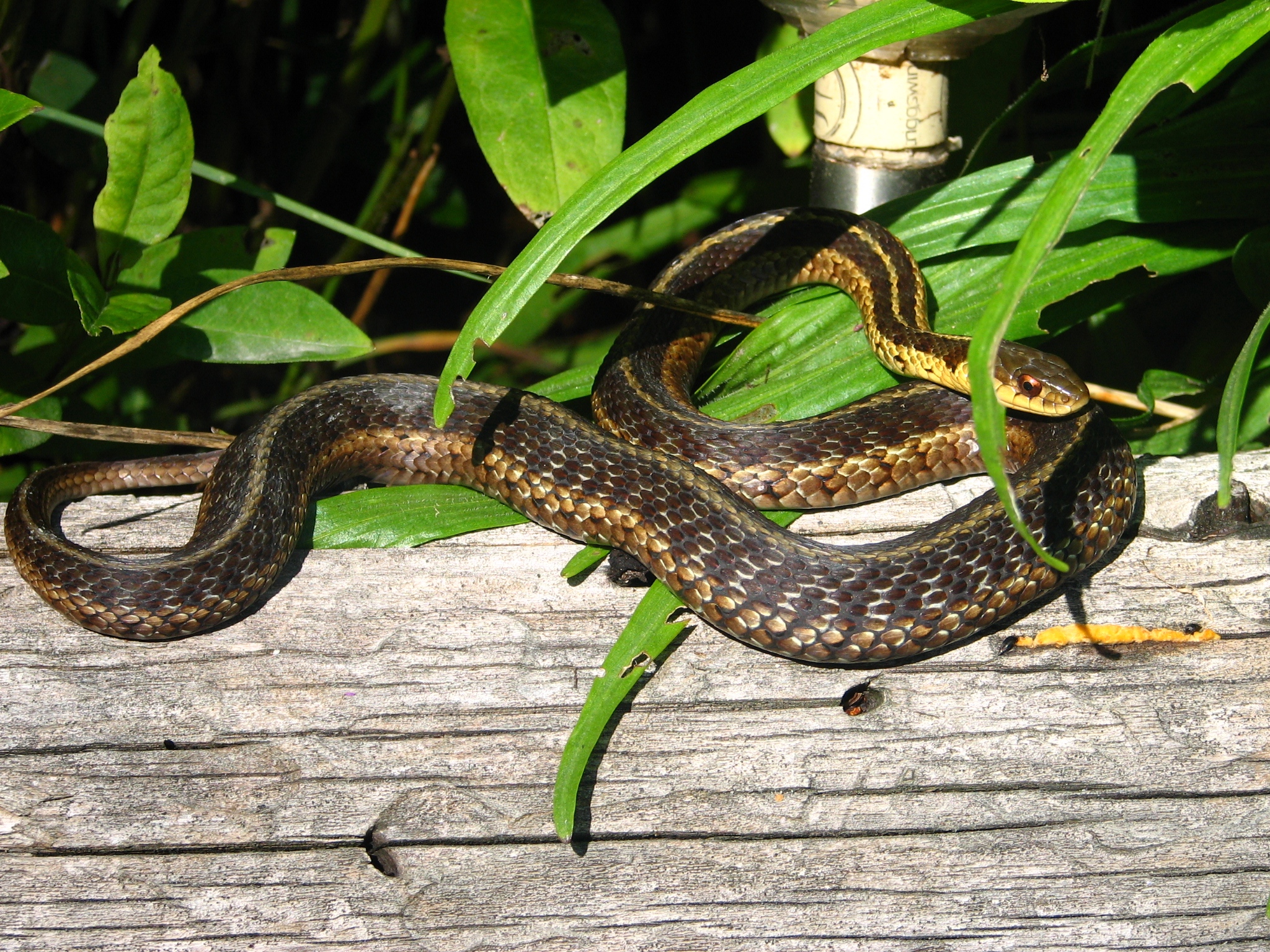 Snake from Wikimedia Commons