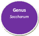 Genus Saccharum made by Caylie Yessa