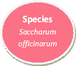 Species Saccharum officinarum made by Caylie Yessa