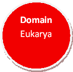 Domain Eukarya made by Caylie Yessa