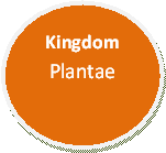 Kingdom Plantae made by Caylie Yessa