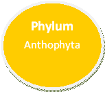 Phylum Anthophyta made by Caylie Yessa