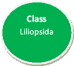 Class Liliopsidia made by Caylie Yessa