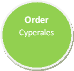 Order Cyperales made by Caylie Yessa