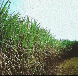 Edge of a sugar cane field from www.sucrose.com.