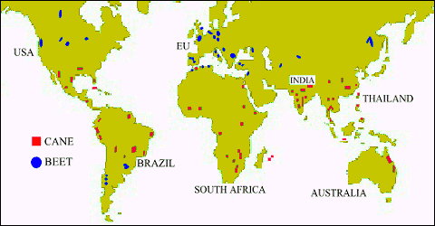 Distribution of sugar cane throughout the world.