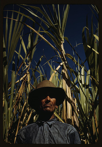 Worker in front of sugar cane field.
