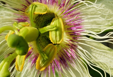 Passion fruit flower, photo courtesy of Jonathan Gill