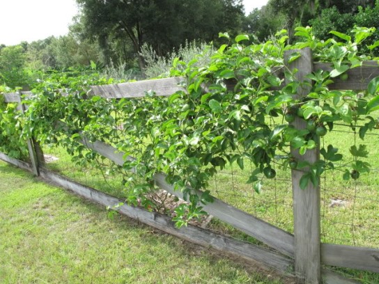 Passion fruit vine, photo courtesy of flgardener_photos on photobucket